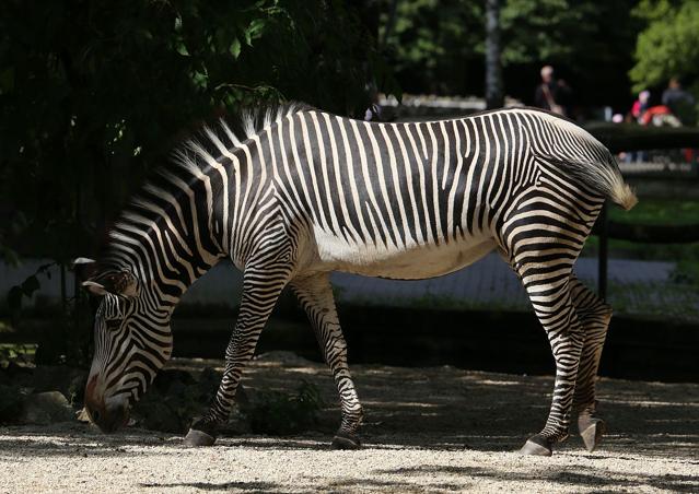 Augsburg Zoo